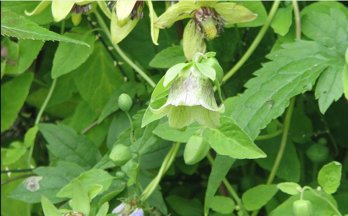 60 seeds| Dang-shen, Codonopsis pilosula Herb seeds #6004