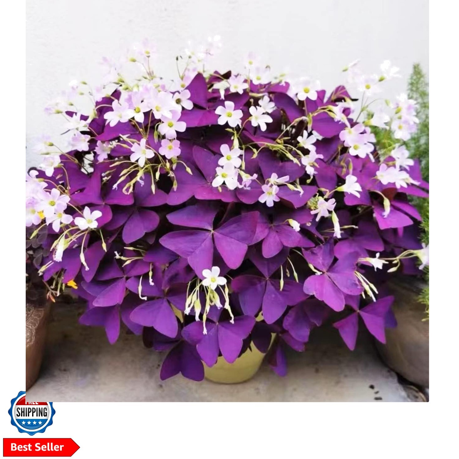 12+ Bulbs Purple Shamrocks Oxalis Triangularis Lucky Lovely Flowers Bulbs Gro…