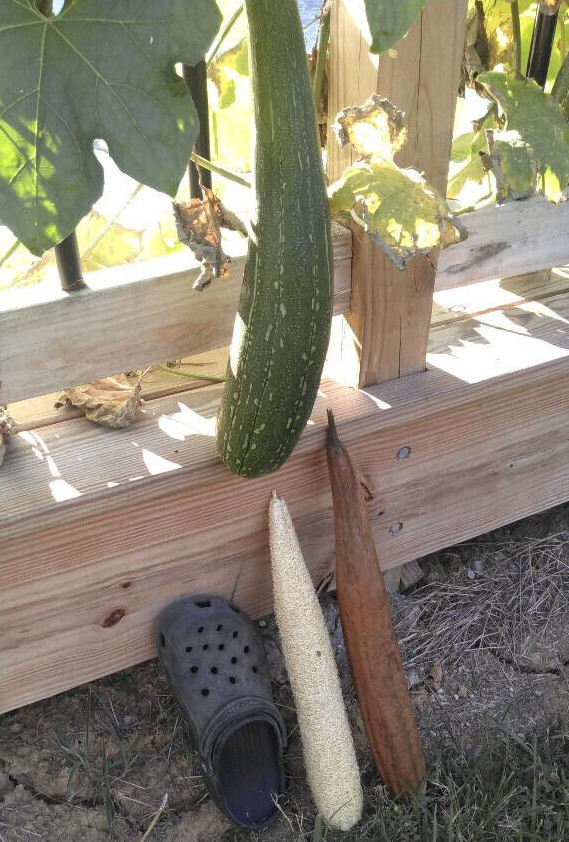 10+ 2023 USA LUFFA GOURD SEEDS LOOFAH SPONGE DISHCLOTH FREE SHIPPING NON-GMO