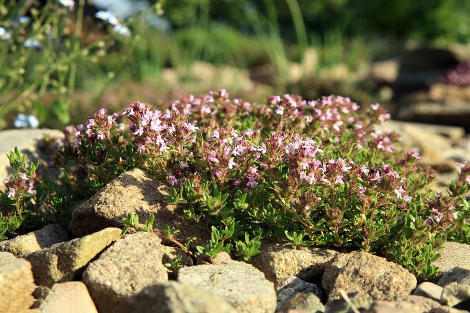 10000+ Mix Creeping Thyme Seeds Wild Creeping Thyme Seeds for Planting