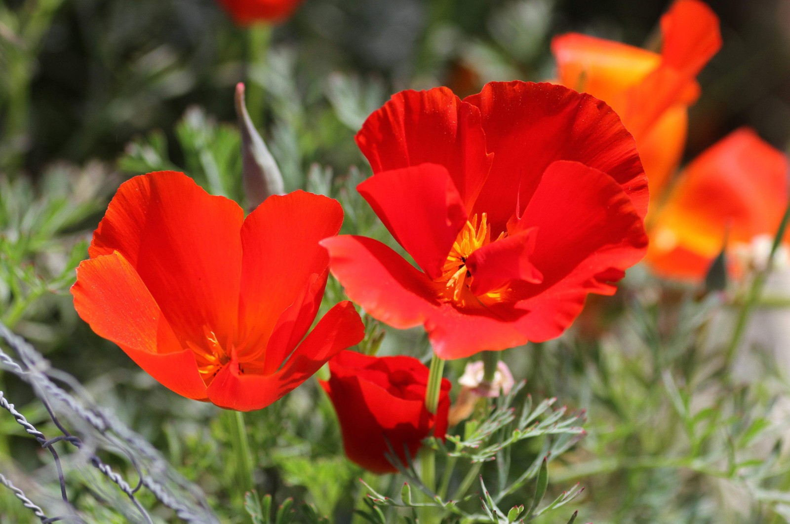 1000 MIXED Colors CALIFORNIA POPPY Eschscholzia Californica Flower Seeds