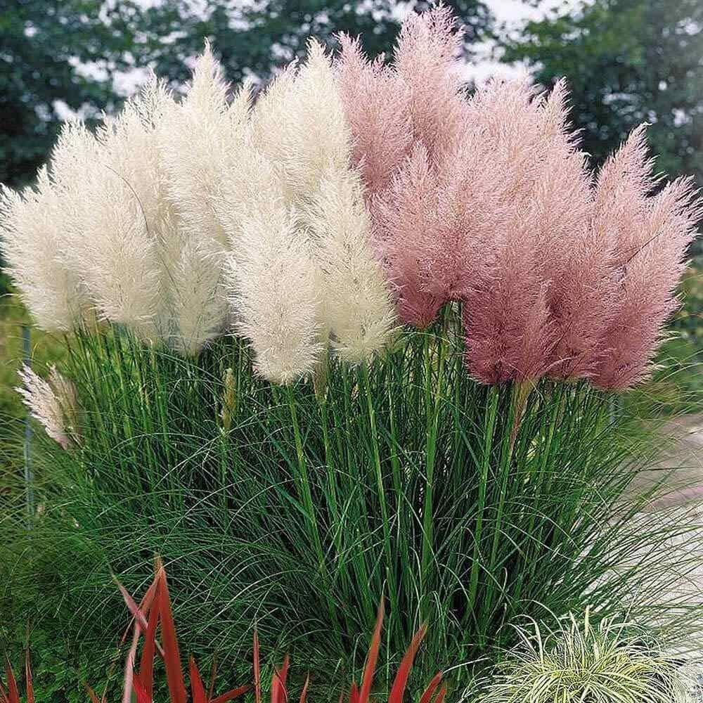 Mixed Pampas Grass Seeds – 500 Seeds – Pink and White Pampas Grass – Ornamental