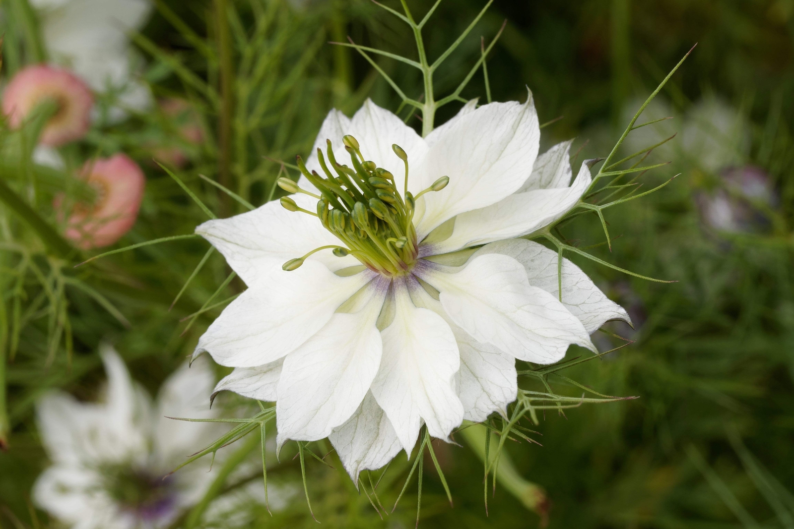 500 WHITE LOVE IN A MIST Nigella Damascena Flower Seeds *Flat S/H