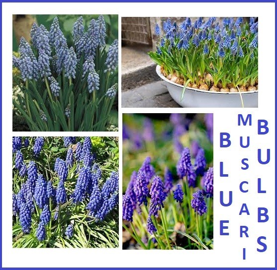6 Blue Muscari bulbs (Grape Hyacinth) **Spring Planting