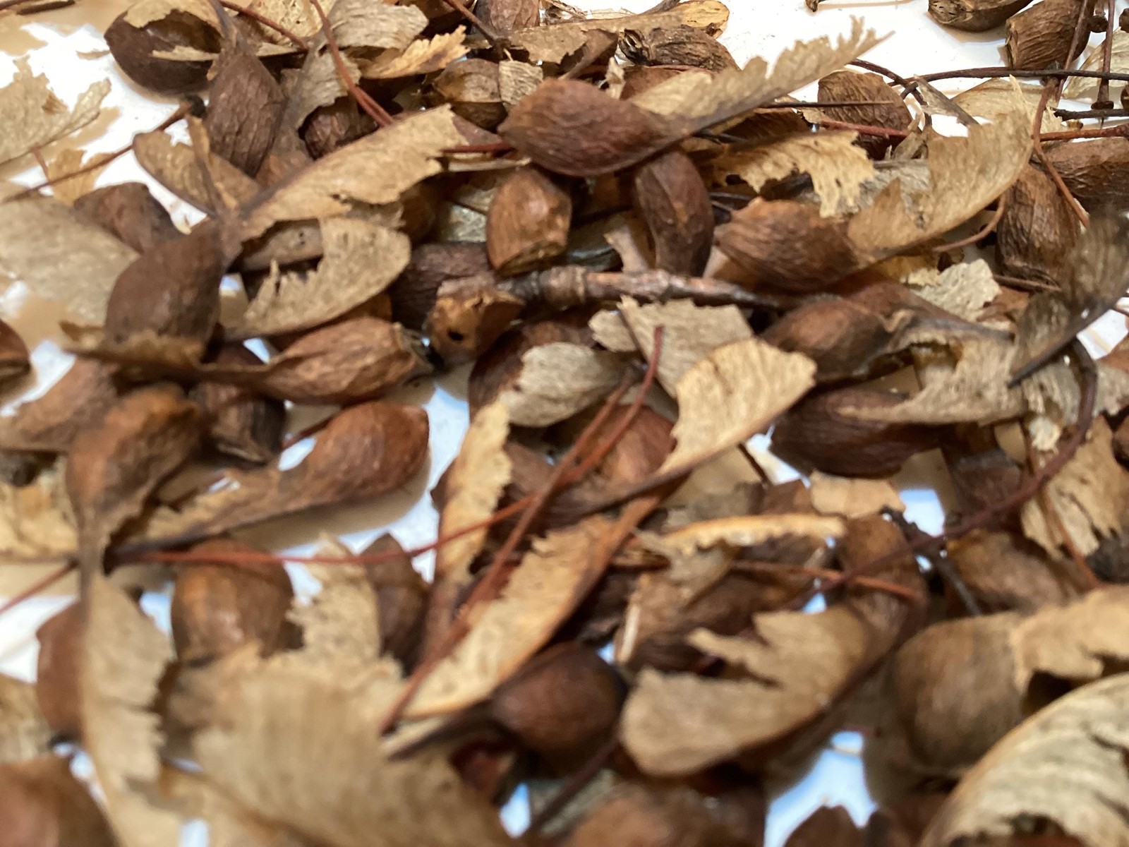 Sugar Maple Seeds Acer Saccharum Rock Maple Hard Maple Tree Seeds Pack