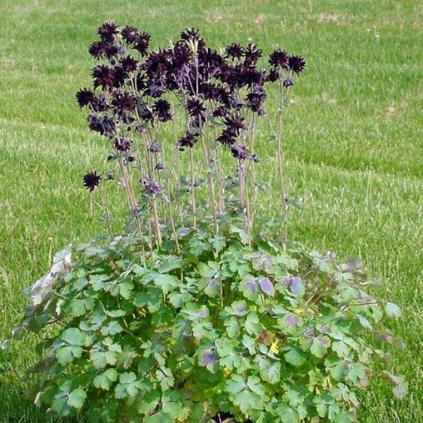 Aquilegia vulgaris var. stellata plena | Barlow-Series ‘Black Barlow’ | 10 Seed