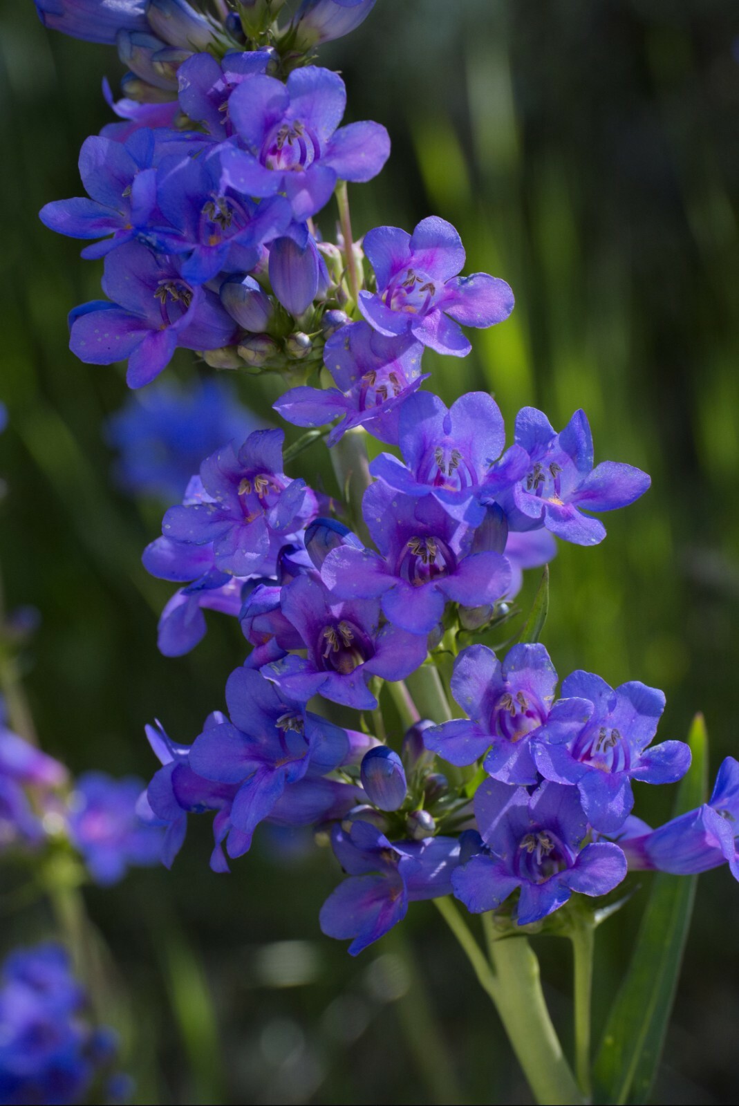 Penstemon ROCKY MOUNTAIN Perennial Beardtongue Hummingbirds! Non-GMO 200 Seeds