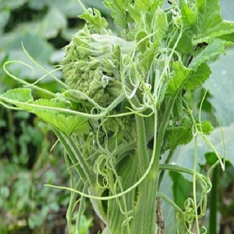 10 PCS SUPER SQUASH BUDS , BÍ SIÊU NGỌN | 98% GERMINATION |
