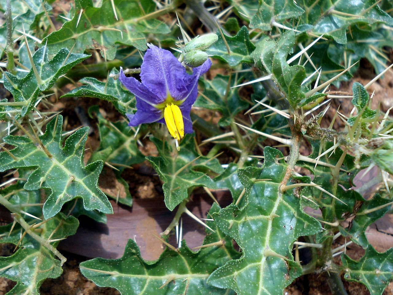 Solanum Virginianum 25 Seeds, Small Shrub Surattense Medicinal Nightshade