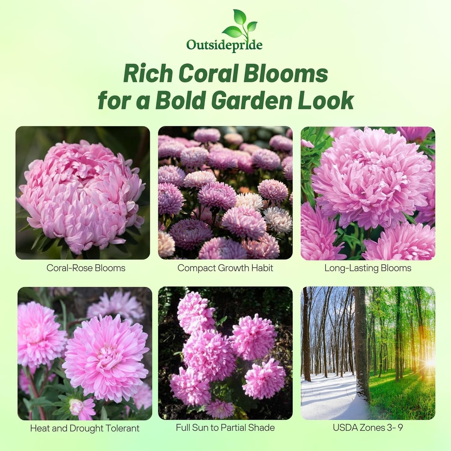 1000 Seeds Aster Seed – Aster Callistephus Tall Paeony Duchess Flower Seeds