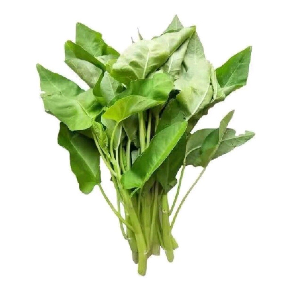 100+ Seed Water Spinach White for Yard & Garden – Non-GMO, Green Leaf Vegetable