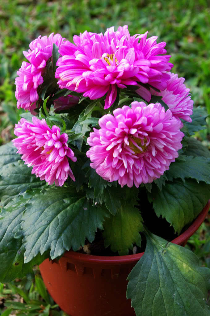 30 DUCHESS PINK PAEONY ASTER French Peony Callistephus Flower Seeds *Comb S/H
