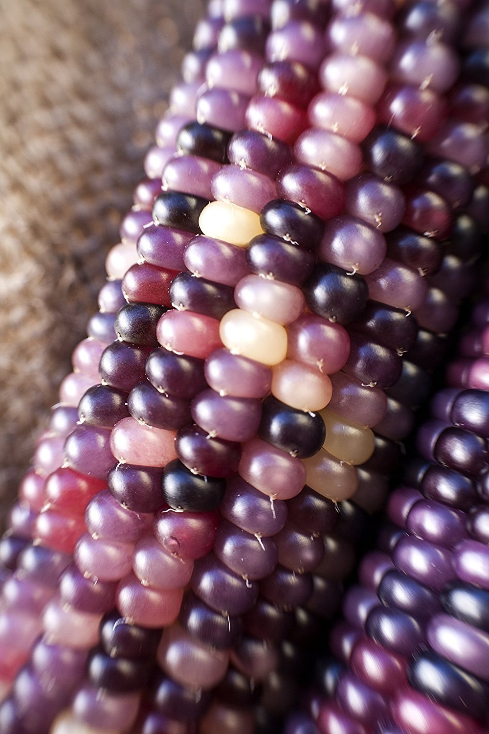Amethyst Dream Purple Glass Gem Cherokee Indian Corn Heirloom Premium Seed Pack