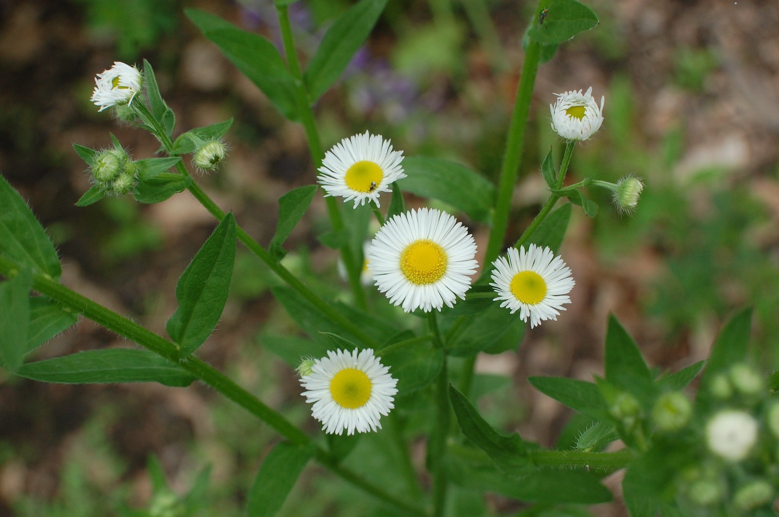 1/4 TSP + ANNUAL FLEABANE DAISY SEEDS/Erigeron annuus/NATIVE US