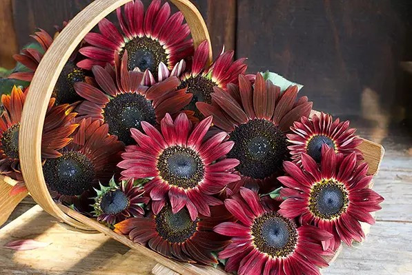 100+ Chocolate Cherry Sunflower Seeds — Heirloom – Organic – NON GMO —– RARE