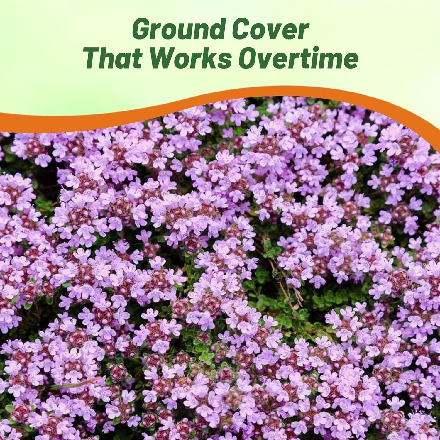 Creeping Thyme Seeds – 1/2 Lb Drought Tolerant Lavender Blooms for Beautiful …