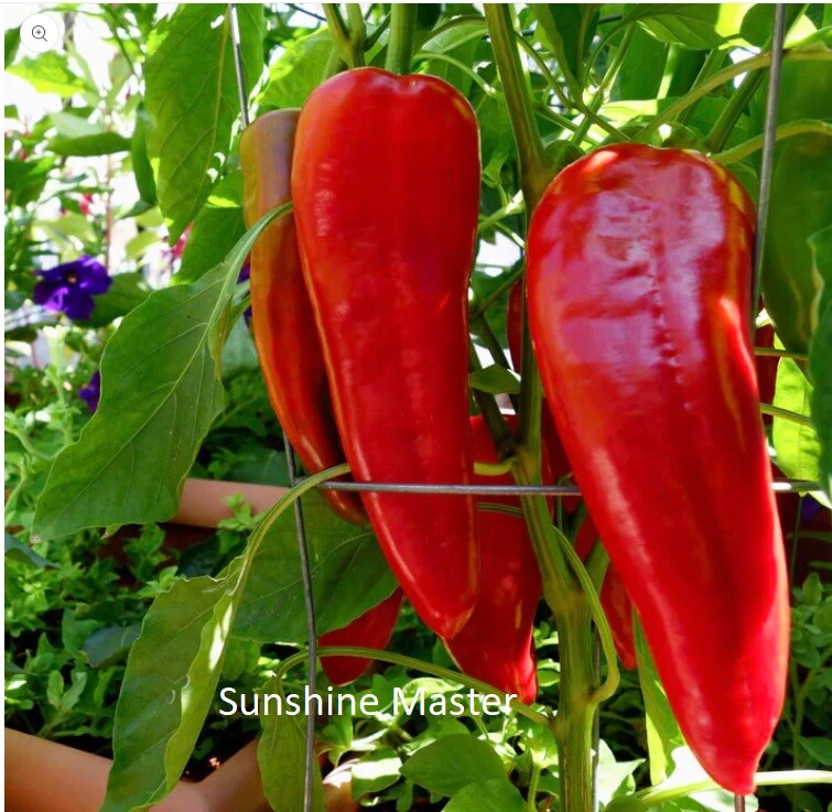 Red Italian Long Marconi Sweet Pepper Seeds Vegetable Garden NON-GMO Size:15-100