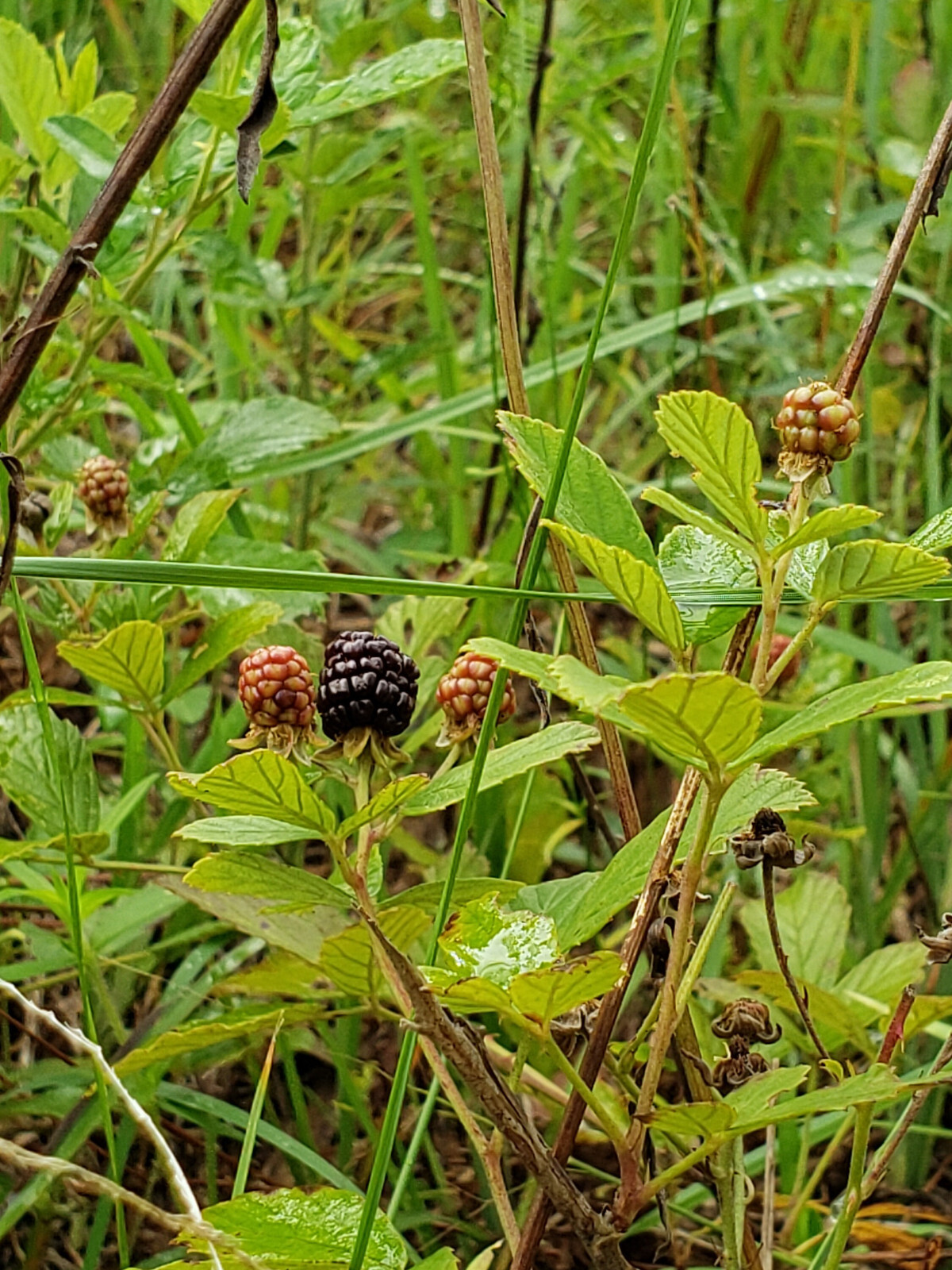 100+ Sand Blackberry Seeds | Rubus cuneifolius | Florida Native Berry | Wildlife