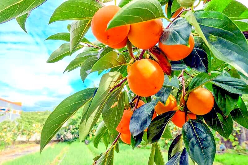 20 JAPANESE PERSIMMON TREE SEEDS (Diospyros Kaki) Asia Hardy Garden Fruit Plant