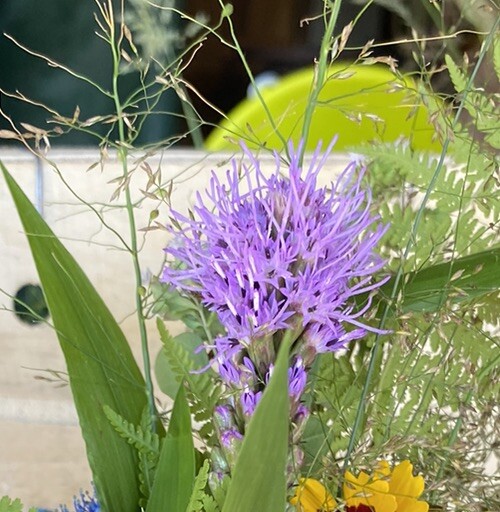 PERENNIAL FLOWER SEEDS LIATRIS SPICATA, 100+ Purple Blazing Star/Gayfeather