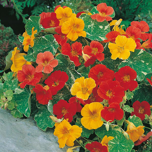 Alaska Mix Nasturtium Seeds | Non-GMO | Free Shipping | Seed Store | 1198