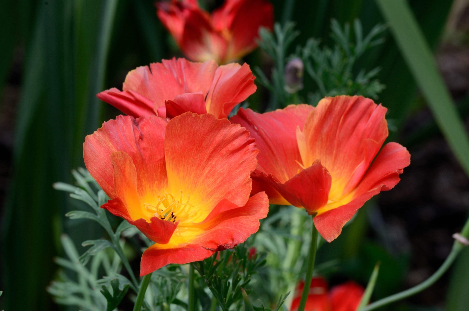 1000 MIXED Colors CALIFORNIA POPPY Eschscholzia Californica Flower Seeds
