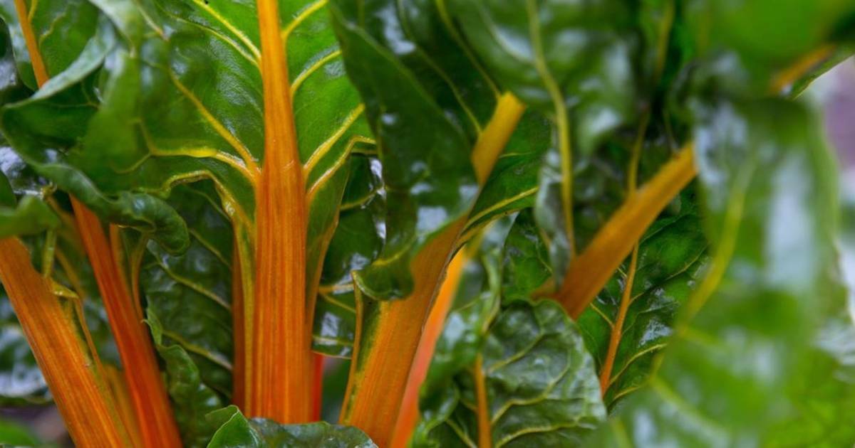 Canary Yellow Swiss Chard Seeds, NON-GMO, Colorful Salad, FREE SHIPPING