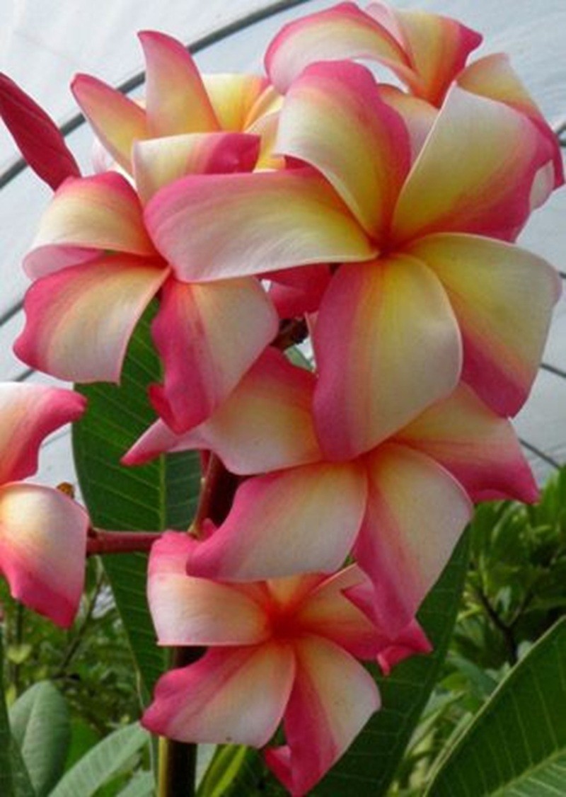 5 White Pink Yellow Plumeria Seeds Perennial Flowers Seed Frangipani US SELLER