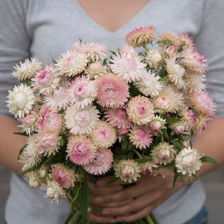 Strawflower Variety: 5 Individual Packs of 100+ Seeds