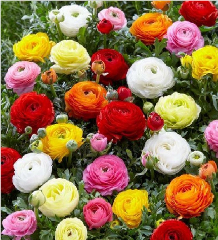 10 Mixed Ranunculus Bulbs (‘Claws’) Zone 8-10