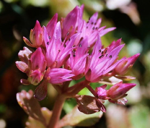 SEDUM SPANISH STONECROP Sedum Hispanicum – 100 Seeds