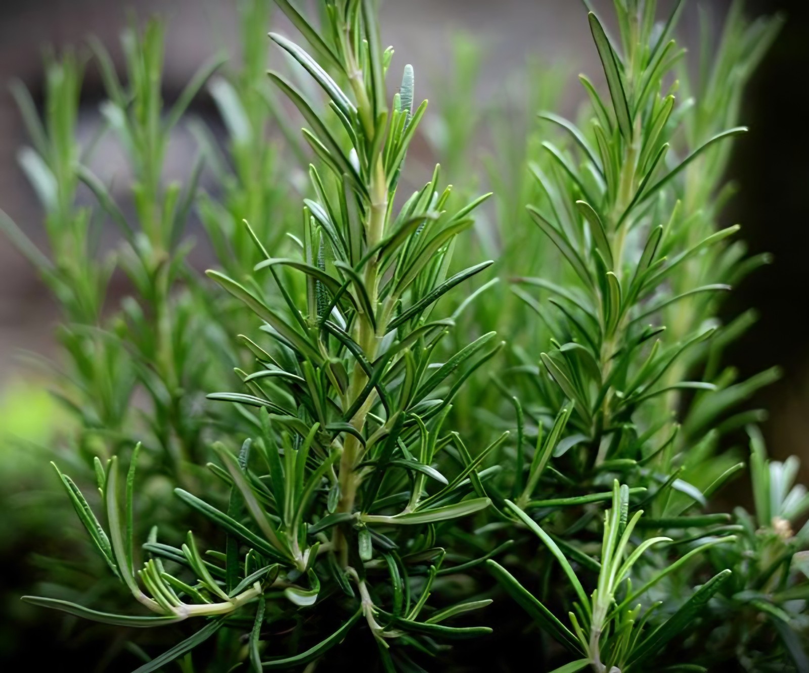 Rosemary SEEDS (rosmarinus officinalus)