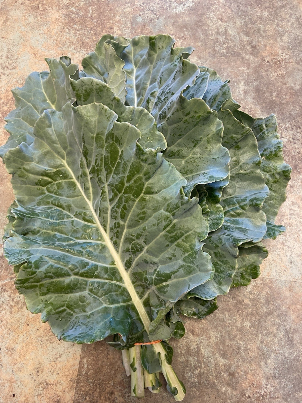 TREE COLLARD SEEDS – 100+ seeds – California variety “MONTARA” – 7 feet tall