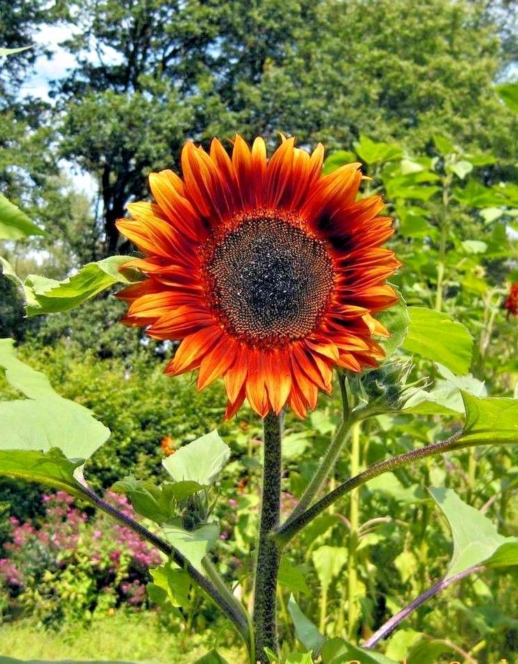51+RED SUN SUNFLOWER Seeds Branching Cut Flowers Summer Garden Native Plant Easy