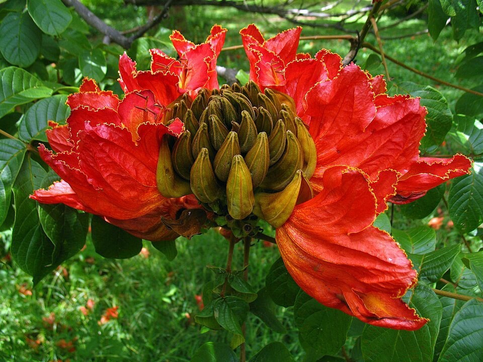Spathodea campanulata | African Tulip Tree | 10 Seeds