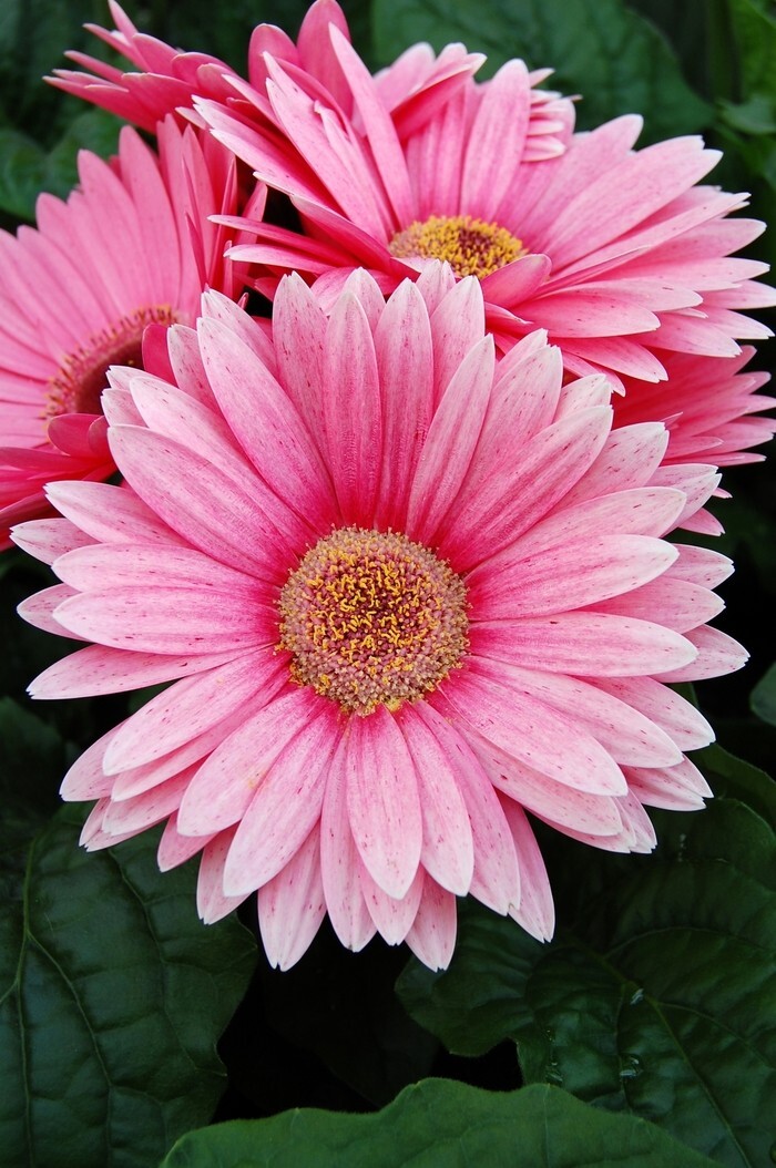 200+ Pink Gerbera Daisy Seeds for Garden Planting – USA – FAST SHIPPING!