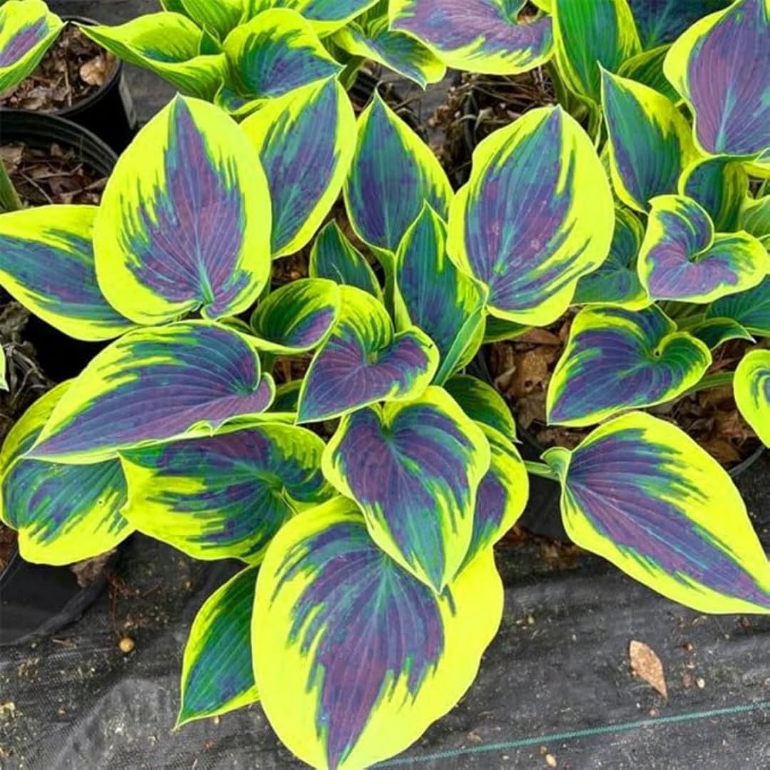 850pcs Premium Hosta Seeds, High Germination, Low Maintenance, for Outdoor Ga…