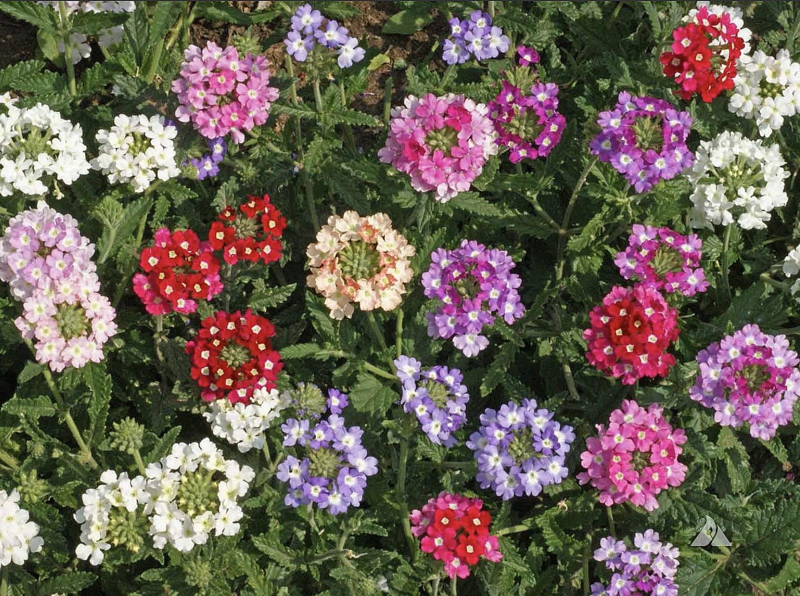 Ideal Florist Mix Verbena Seeds – Mixed Colors for Zones 6-10 – 1500 Seeds…