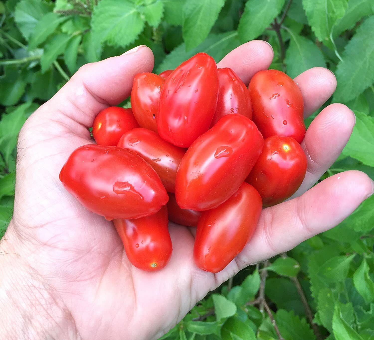 15 Organic Mini San Marzano Tomato Seeds, FREE SHIPPING