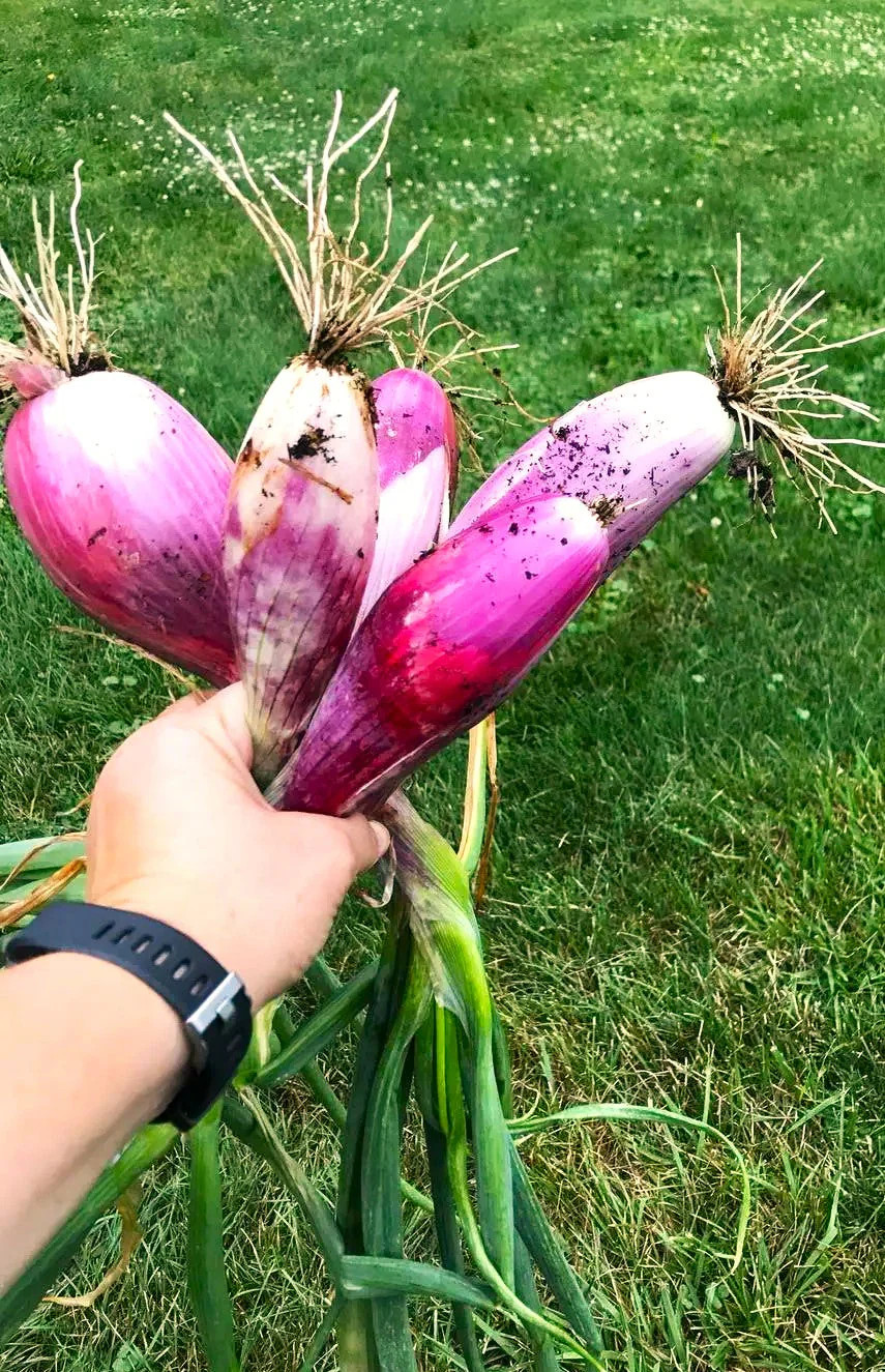 Red Tropea Onion Seeds | Italian Rossa Di Cipolle Torpedo Long Onions Seed 2025