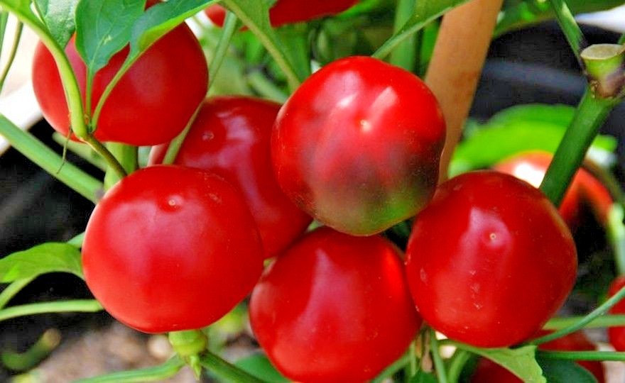 101+Hot Red CHERRY PEPPER Seeds Organic Vegetable Garden Patio Container Easy