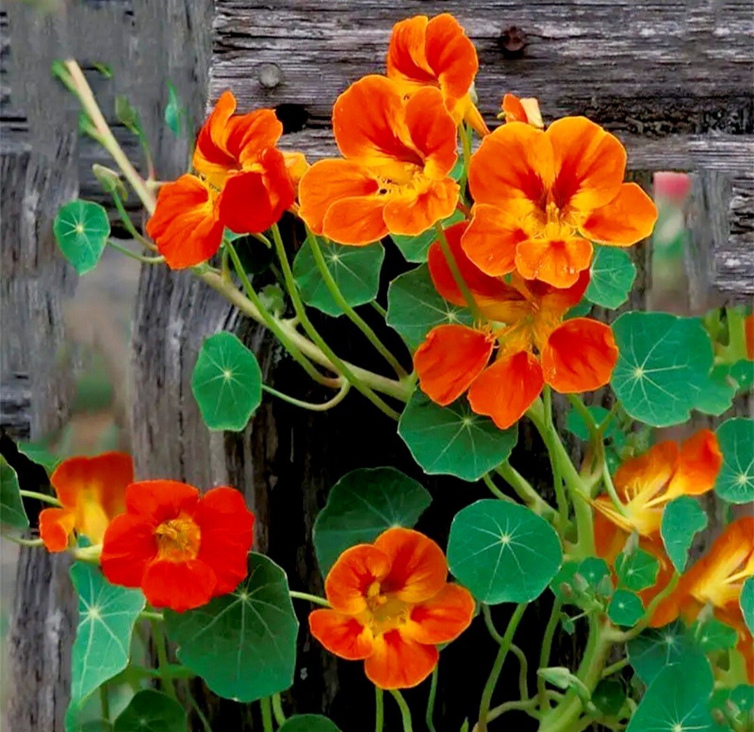 100 Nasturtium Seeds Tropaeolum majus Edible Flowers and Leaves – Spicy Flavor –