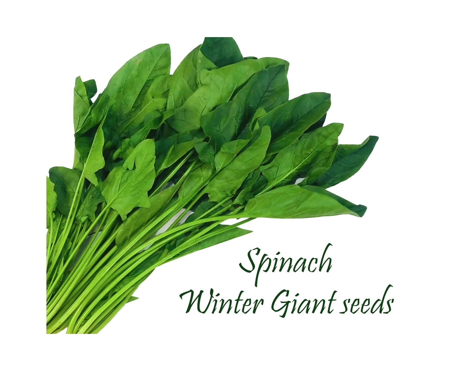 Winter Giant Spinach. 100 Seeds. Heirloom. Cold Tolerant, Early Spring Late Fall