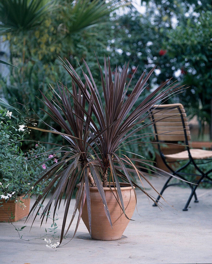 Purple Cabbage Tree, Cordyline Australis Atropurpurea 10 Seeds Free Shipping!