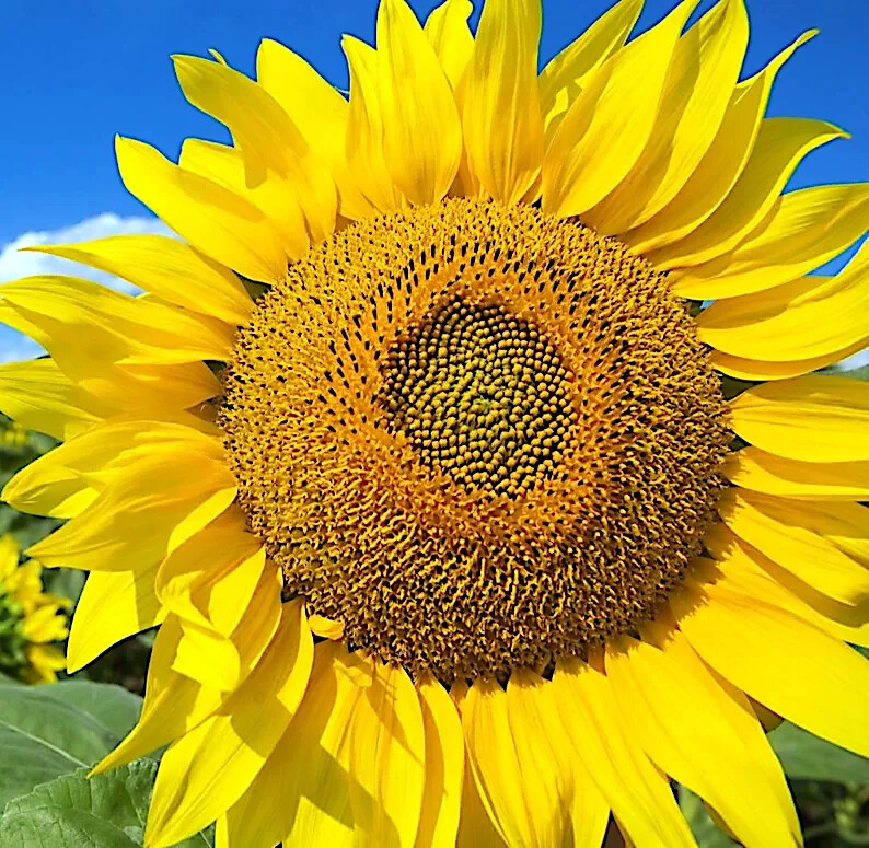 GIANT MAMMOTH RUSSIAN “GREY STRIPE” SUNFLOWER SEEDS Heirloom Hardy 10″ FLOWERS