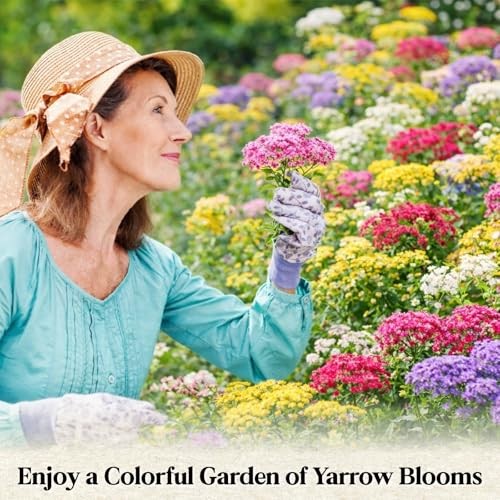 8000+ Yarrow Seeds for Planting – 5 Packs Colors Mixed, Achillea Millefolium