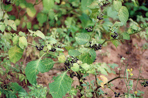 Solanum scabrum | Garden Huckleberry | 10 Seeds