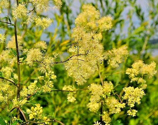 Foamy meadowrue 30 seeds, Thalictrum Isopyroides, hardy perennial yellow flowers