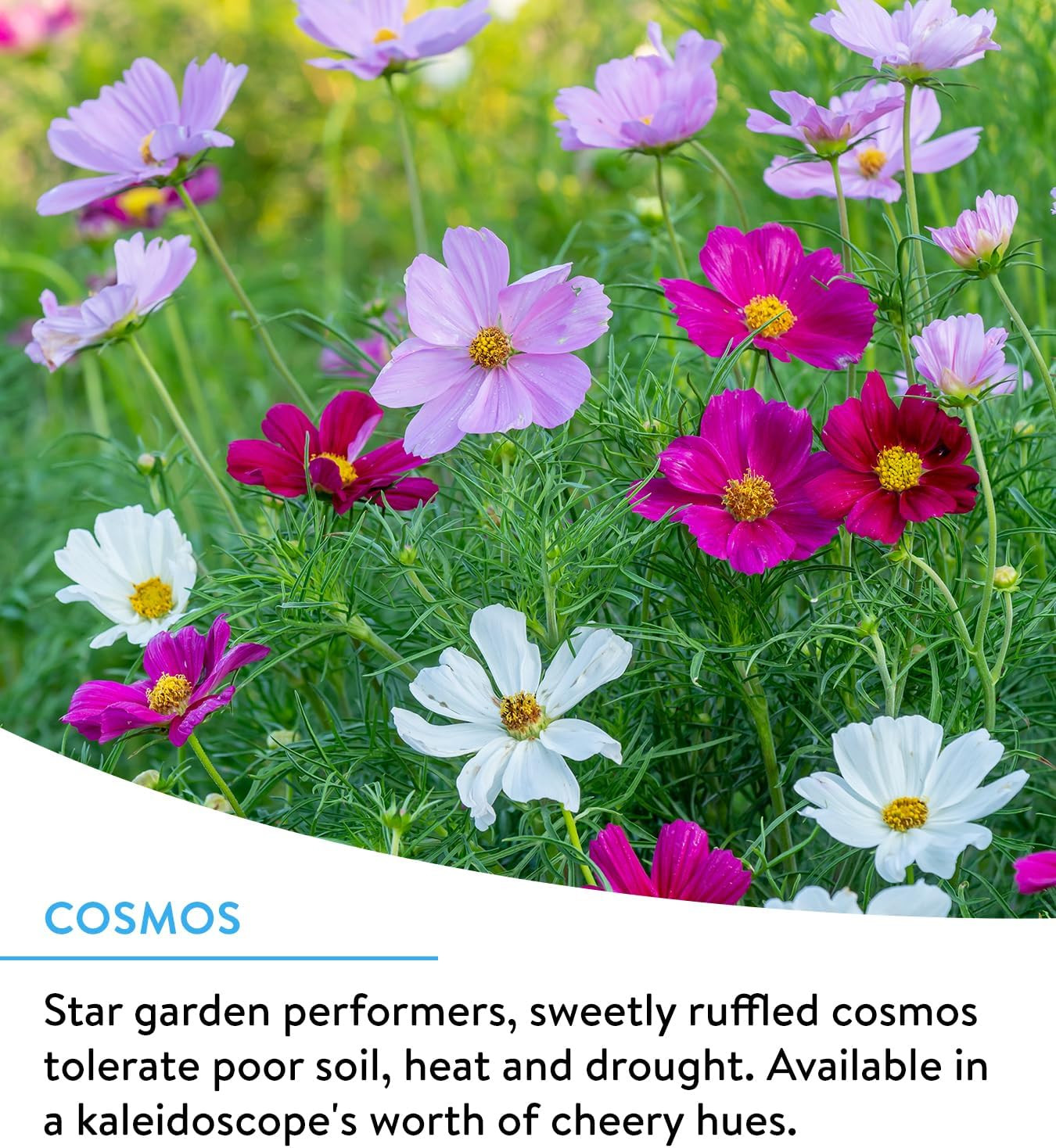 Wildflower Bulk Seeds, 25,000 Count, 1 Bag of 18 Varieties, Non-Gmo