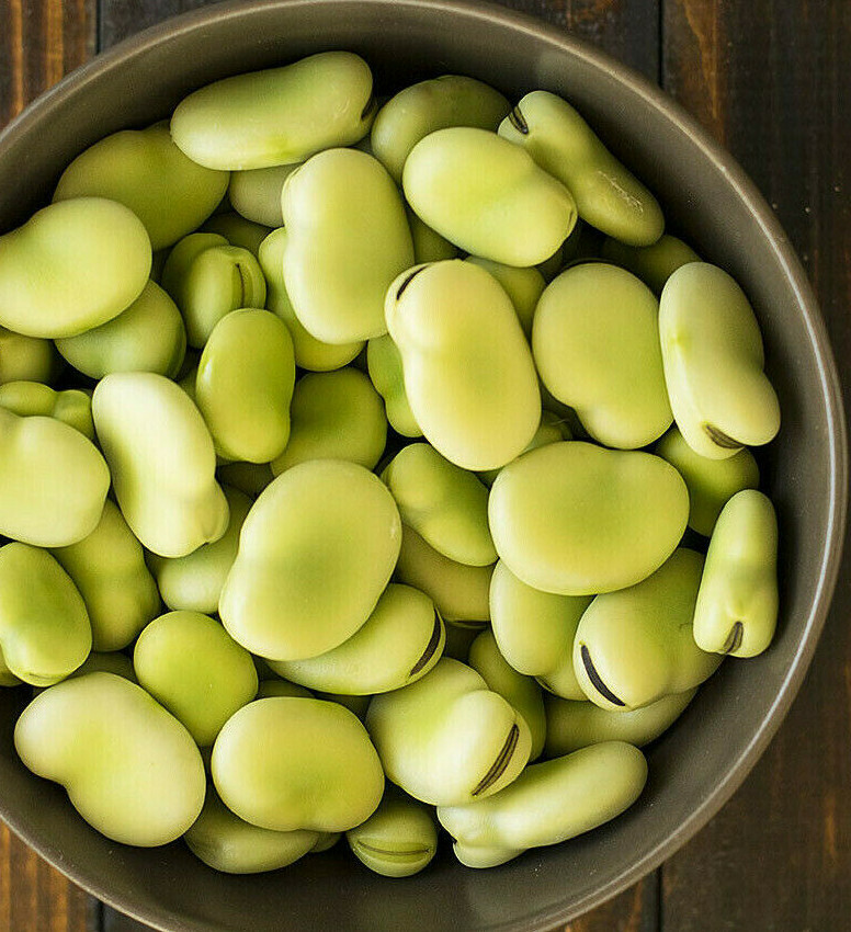 Aquadulce Fava Bean Seeds | Broad Windsor Faba Beans Lima Vegetable Seed 2024